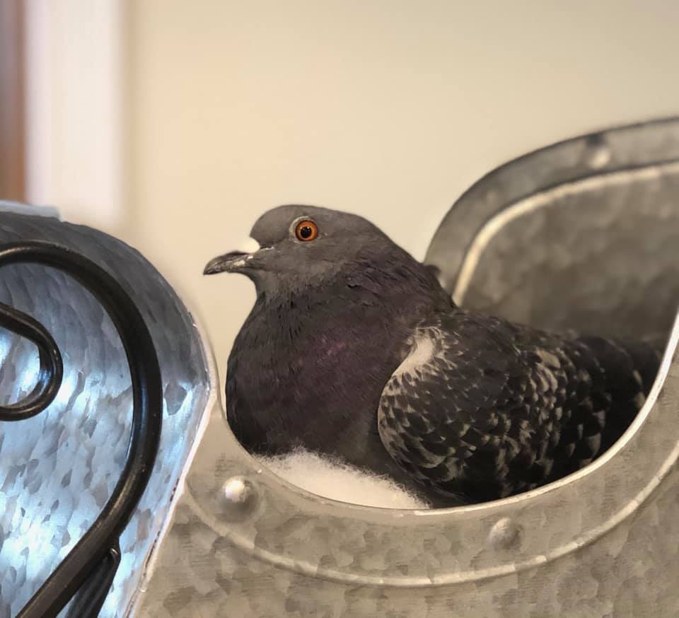 This Pigeon Who Couldn't Fly Met a With Puppy Who Couldn't Walk, Now ...