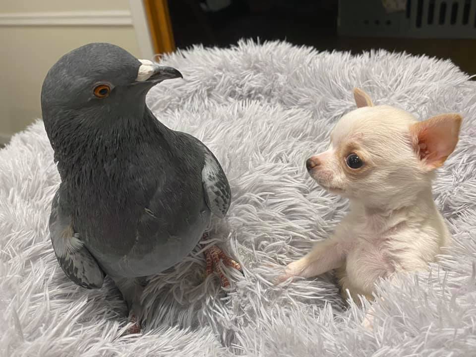 This Pigeon Who Couldn't Fly Met a With Puppy Who Couldn't Walk, Now They Are BFF