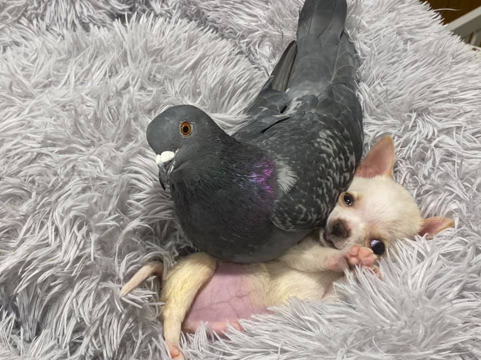 This Pigeon Who Couldn't Fly Met a With Puppy Who Couldn't Walk, Now They Are BFF