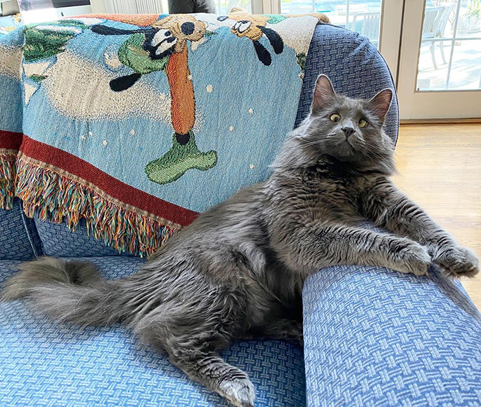 Meet Belarus, A Cross-Eyed Yet Adorable Kitten Who Is Can melt Even the Coldest of Hearts
