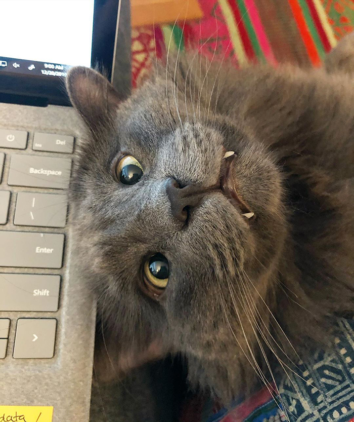 Meet Belarus, A Cross-Eyed Yet Adorable Kitten Who Is Can melt Even the Coldest of Hearts