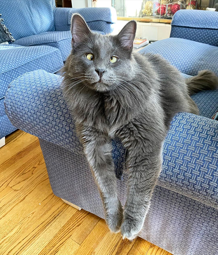 Meet Belarus, A Cross-Eyed Yet Adorable Kitten Who Is Can melt Even the Coldest of Hearts
