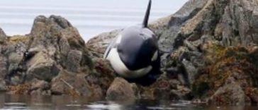 An Orca Stuck In Rocks Was Crying For Hours, A Group Of Beach Goers Saves Him