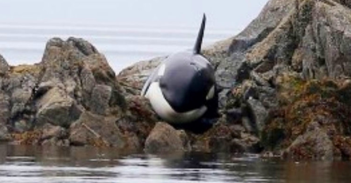 An Orca Stuck In Rocks Was Crying For Hours, A Group Of Beach Goers Saves Him