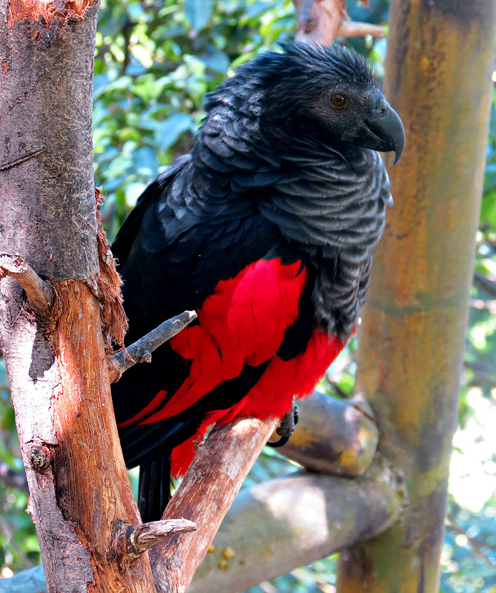Pesquet’s Parrot also called Dracula Parrot is a real thing