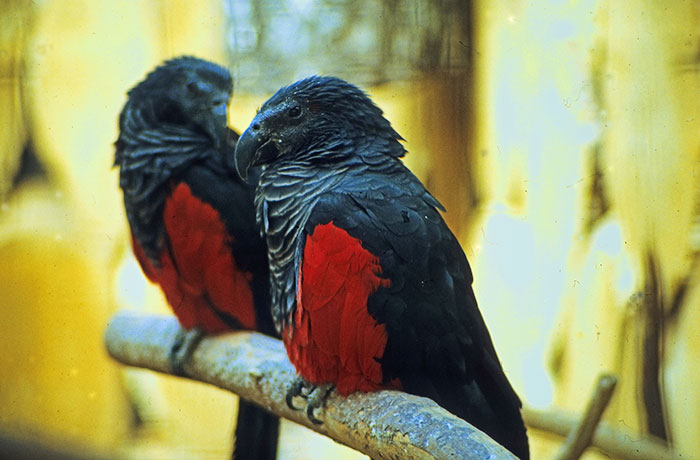 Pesquet’s Parrot also called Dracula Parrot is a real thing