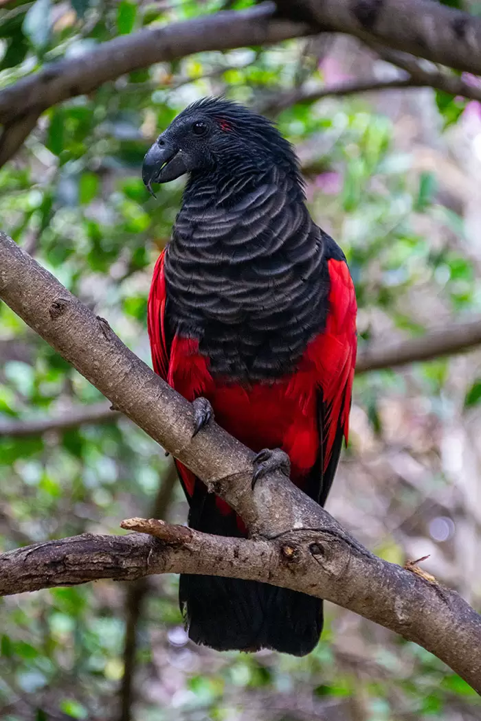 Pesquet’s Parrot also called Dracula Parrot are a real thing1