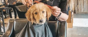 Puppy Visits The Salon And Gets A Hair Treatment With His Mom