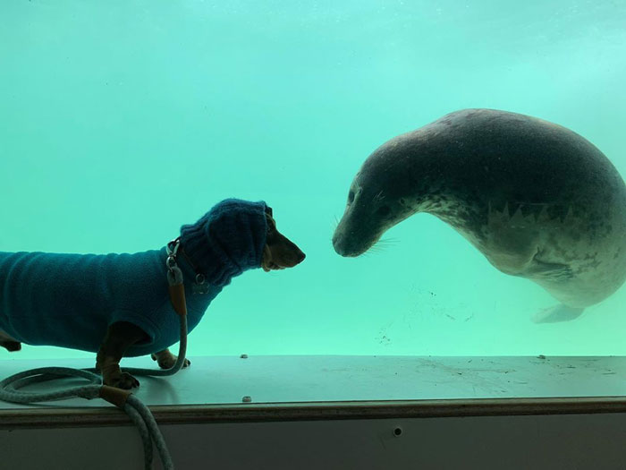 Seal Puppy & Sausage Doggy met on a vacation and they became friends instantly