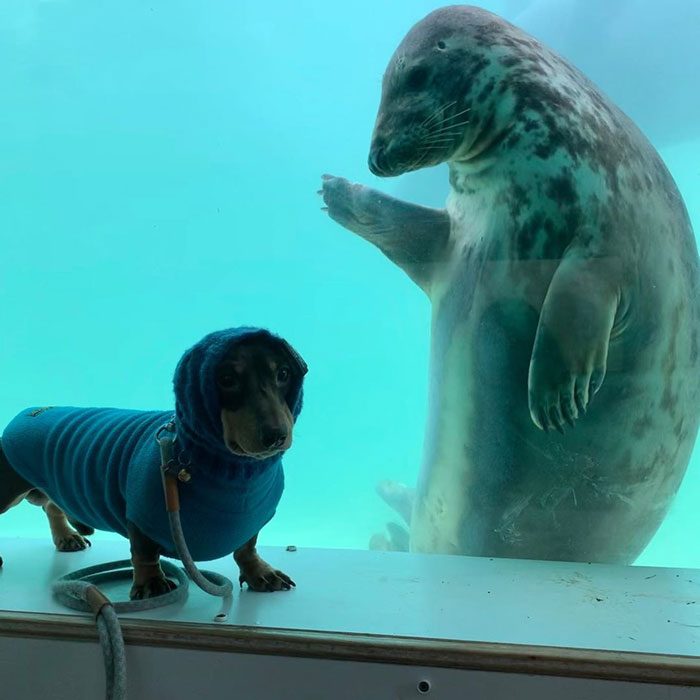Seal Puppy & Sausage Doggy met on a vacation and they became friends instantly