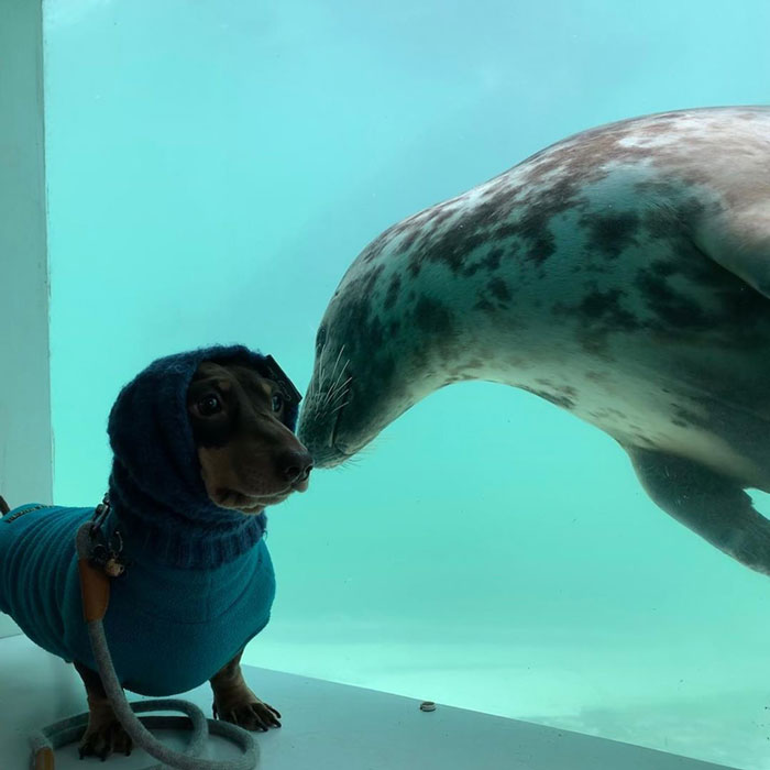 Seal Puppy & Sausage Doggy met on a vacation and they became friends instantly