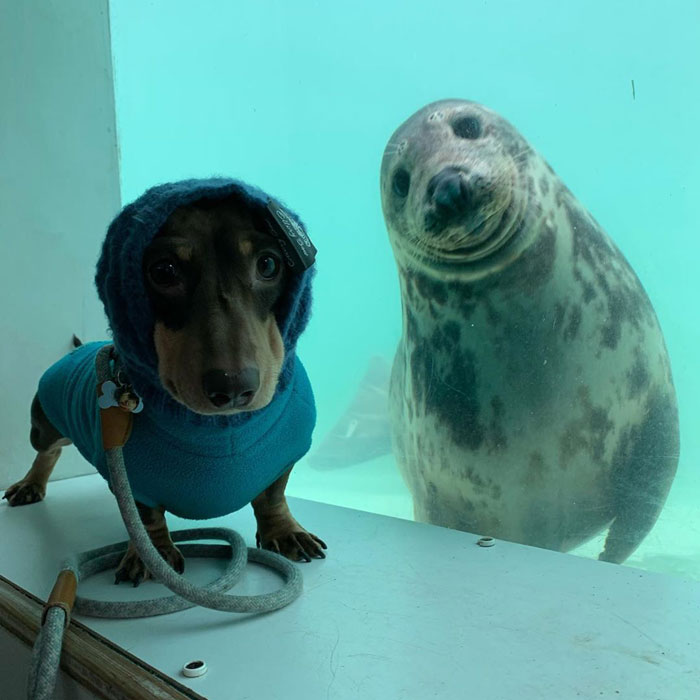 Seal Puppy & Sausage Doggy met on a vacation and they became friends instantly