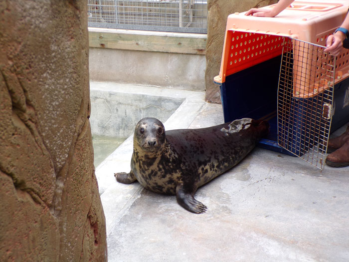 Seal Puppy & Sausage Doggy met on a vacation and they became friends instantly
