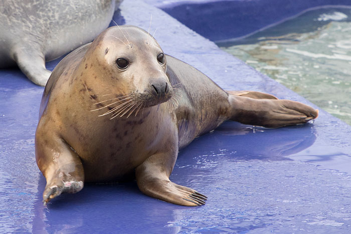 Seal Puppy & Sausage Doggy met on a vacation and they became friends instantly
