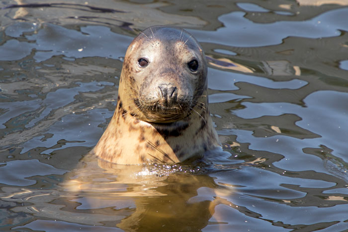 Seal Puppy & Sausage Doggy met on a vacation and they became friends instantly