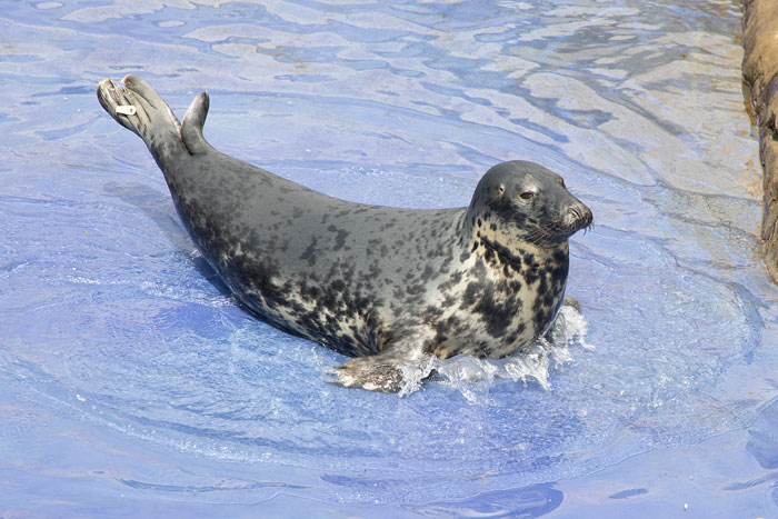 Seal Puppy & Sausage Doggy met on a vacation and they became friends instantly