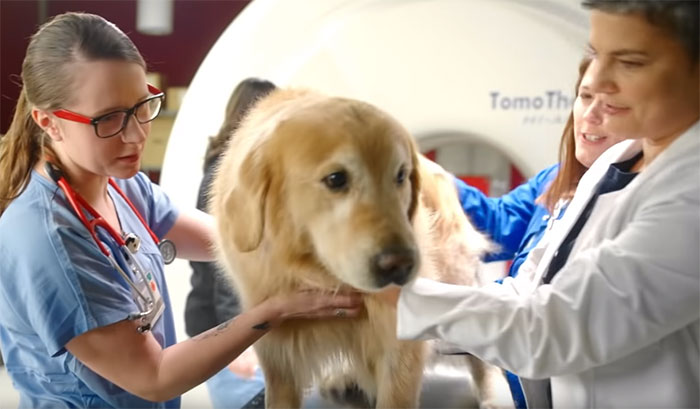 Vets Saved The Life of A Pet Dog From Deadly Cancer; Dog's Owner Thanks The Vets With the M Super Bowl Ad