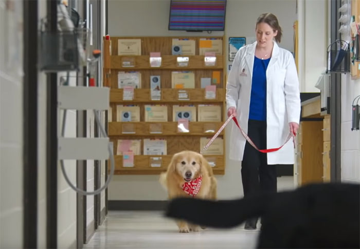 Vets Saved The Life of A Pet Dog From Deadly Cancer; Dog's Owner Thanks The Vets With the M Super Bowl Ad