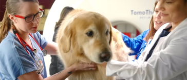 Vets Saved The Life of A Pet Dog From Deadly Cancer; Dog's Owner Thanks The Vets With the $6M Super Bowl Ad