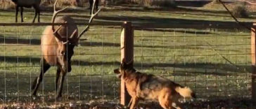 A Wild Elk Comes To Visit His Best Dog Friend For Many Years