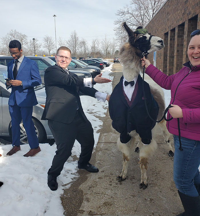 Guy Comes With A Dressed-Up Llama At His Sister’s Wedding Just Like He Promised Her 5 Years Ago