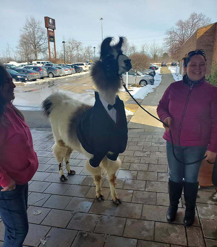 Guy Comes With A Dressed-Up Llama At His Sister’s Wedding Just Like He Promised Her 5 Years Ago