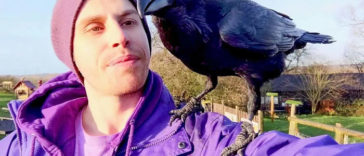 Meet Loki, The Raven Who Loves Companionship and Cuddles3