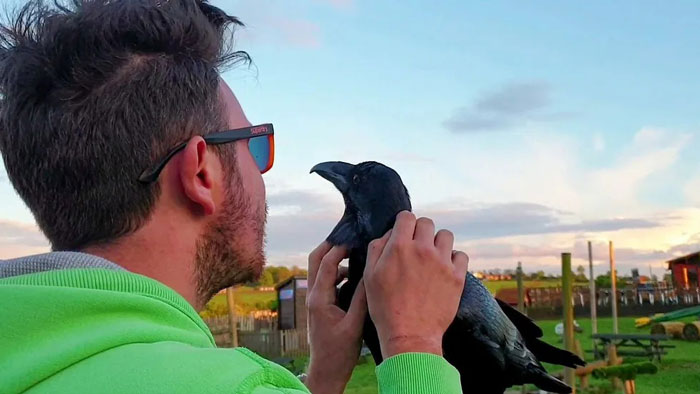 Meet Loki, The Raven Who Loves Companionship and Cuddles