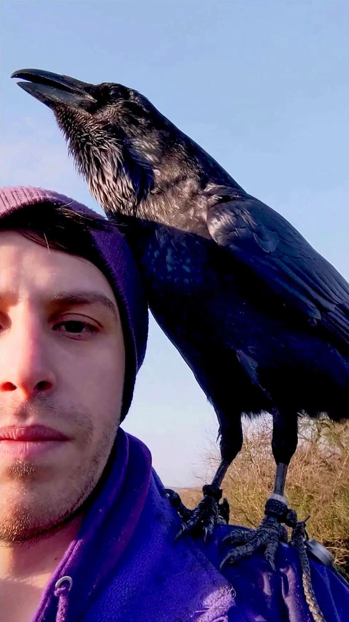 Meet Loki, The Raven Who Loves Companionship and Cuddles