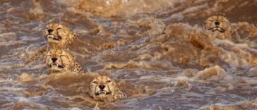 Photographers Get A Lifetime Chance to Photograph 5 Cheetahs Who Crossed A Crocodile Infested Flooded River5-3