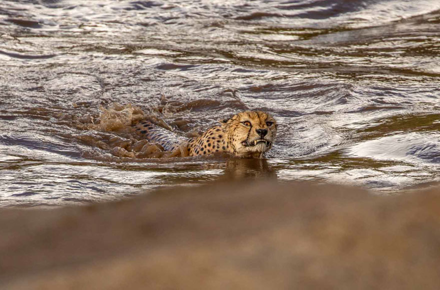 Photographers Get A Lifetime Chance to Photograph 5 Cheetahs Who Crossed A Crocodile Infested Flooded River
