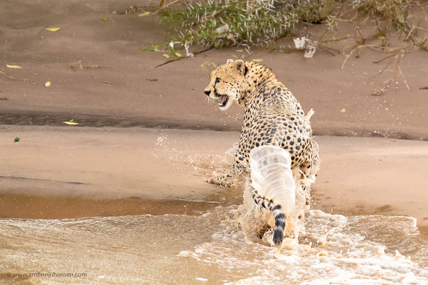 Photographers Get A Lifetime Chance to Photograph 5 Cheetahs Who Crossed A Crocodile Infested Flooded River