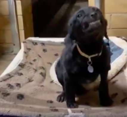 This Puppy At A Shelter Smiles At Everyone Who Passes Him By