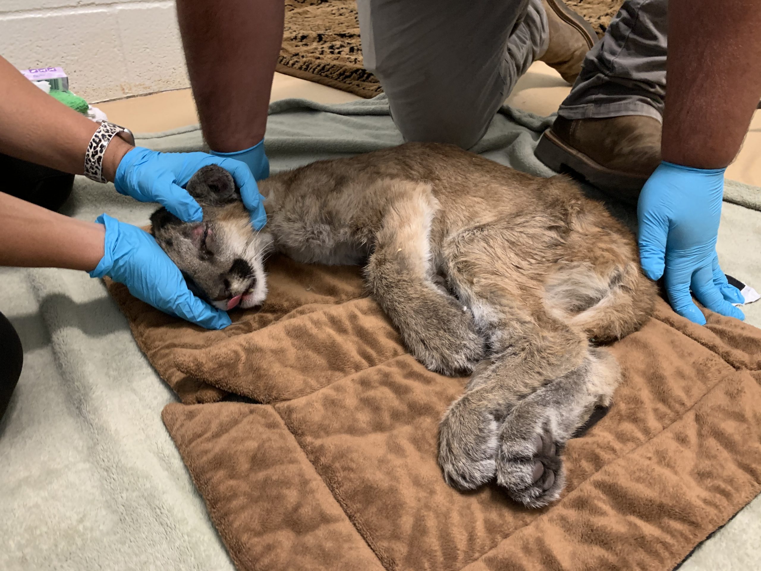 A 14-Week-Old Mountain Lion Cub Was Rescued From Severe Dehydration & Starvation, Now She is Double Her Previous Weight And Full of Life