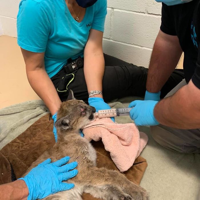 A 14-Week-Old Mountain Lion Cub Was Rescued From Severe Dehydration & Starvation, Now She is Double Her Previous Weight And Full of Life