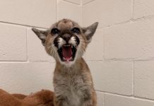 A 14-Week-Old Mountain Lion Cub Was Rescued From Severe Dehydration & Starvation, Now She is Double Her Previous Weight And Full of Life A 14-Week-Old Mountain Lion Cub Was Found Severely Dehydrated & Starving4