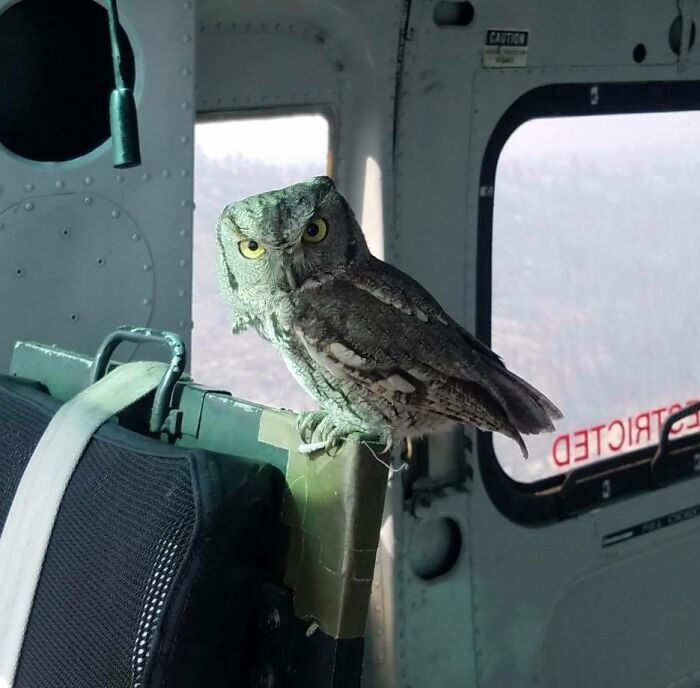 An Owl Simply Flies Inside A Helicopter In-bound For California Wildfires