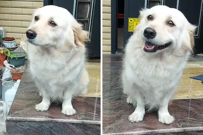 Dog Stops The Owner From Going To Work With The Saddest Of The ‘Sad Eyes’