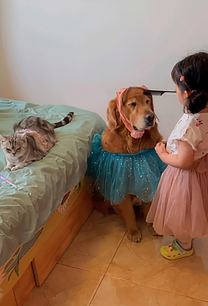 Little Cute Girl Getting Ready For Her Nap With Her Friends; Dabao, the Golden Retriever And Motor, the Cat