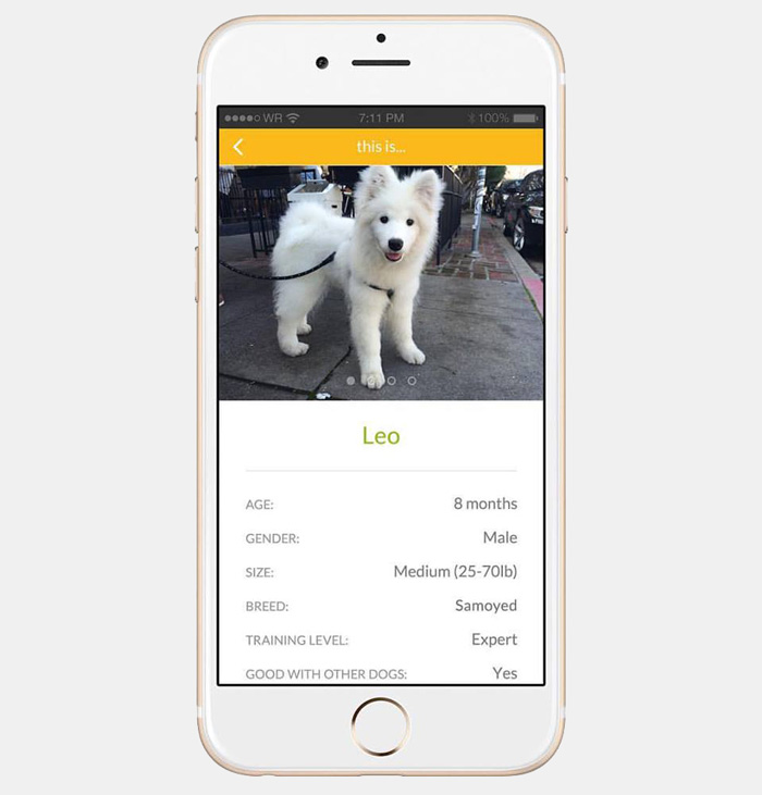 New App Allows Anyone Borrow A Dog For Walking And Playing With