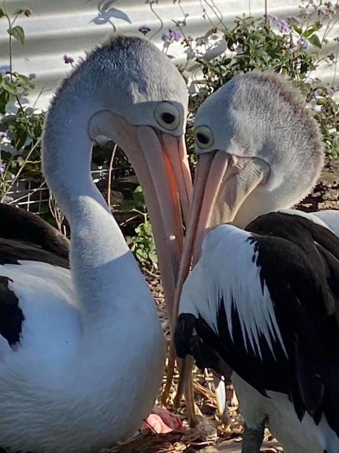 Rescued Pelican Couple Shows Excitement After One of their Eggs In 6 Years Hatch 1