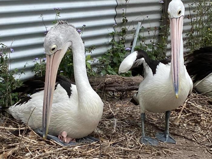 Rescued Pelican Couple Shows Excitement After One of their Eggs In 6 Years Hatch