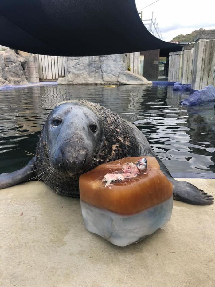 Seal Gets A Birthday Surprise; A Big Ice Fish Cake
