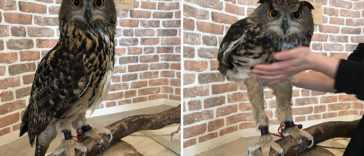 The Internet Is Surprised How Long Owl Legs Actually Are