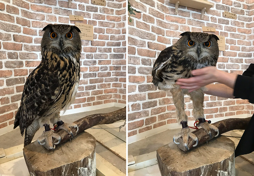 Netizens Are Surprised To Know How Long Owl Legs Are
