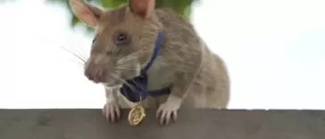 This is Magawa A Landmine-Detecting Rat1