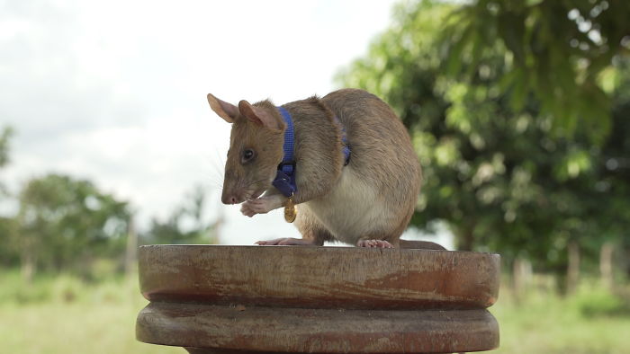 This is Magawa A Landmine-Detecting Rat And It Received The PSDA Gold Medal For Bravery