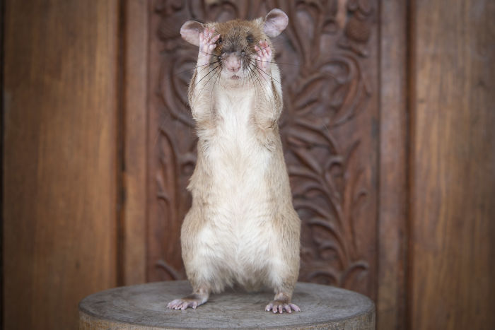 This is Magawa A Landmine-Detecting Rat And It Received The PSDA Gold Medal For Bravery