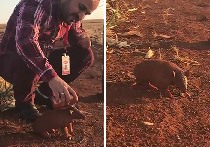 Video of a Thirsty Armadillo Flagging Down A Car For Help Will Leave You Crying