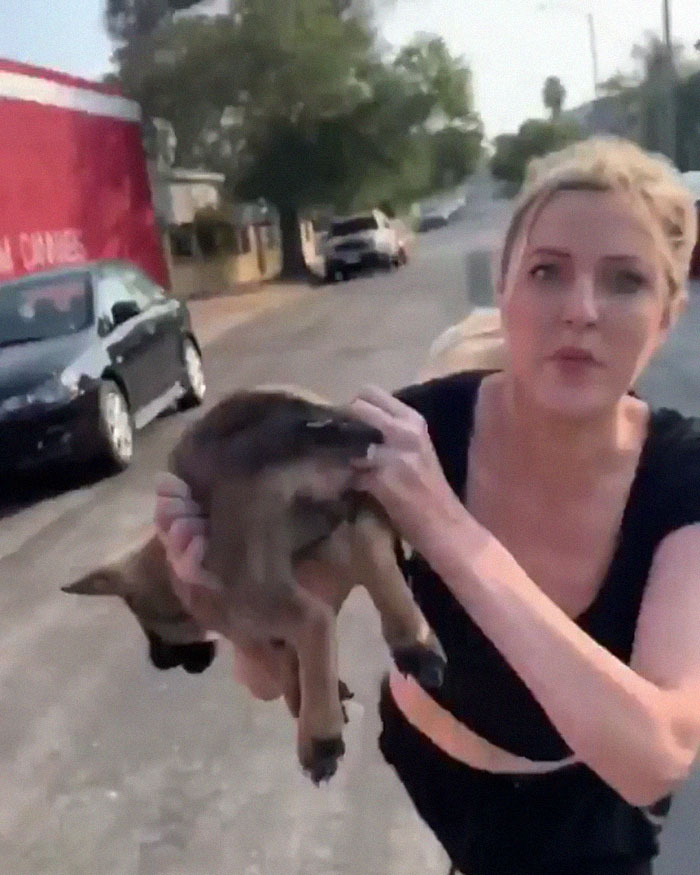 Woman Throws Her Puppy At A Stranger, The Man Now Refuses To Give Back The Puppy